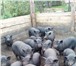 Фотография в Домашние животные Другие животные Продаю домашних свинок уже достигших возраста в Электрогорске 3 000