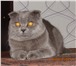 Фото в Домашние животные Вязка шотландский кот - голубого окраса, опытный, в Ангарске 0