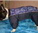 Изображение в Домашние животные Товары для животных Одежда для собак. Также индивидуально,для в Туле 350