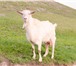 Фотография в Домашние животные Другие животные продам 3-х дойных коз Заанеской породы. 2 в Тольятти 8 500