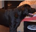 Фотография в Домашние животные Вязка собак Черный кабель лабродор возвраст один год в Москве 0
