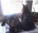 Фотография в Домашние животные Услуги для животных кобель, 2,5 года, не развязан, из документов- в Кирове 0