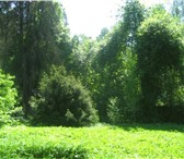 Foto в Недвижимость Земельные участки Продаётся лесной участок 10.6. соток в стародачном в Чехов-6 5 200 000