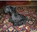 Foto в Домашние животные Вязка собак скотч-терьер, 3 года, окрас тигровый, ни в Белгороде 0