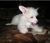 Продам китайскую хохлатую собаку, Элегантное, благородное животное покрытое легкой шелковой шерст 66801  фото в Новосибирске