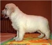 24 октября 2010 года родились щенки голден ретривера (золотистого ретривера) Мама щенков: Перро 68626  фото в Владикавказе