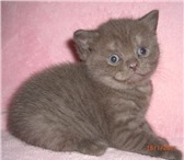 Продаем очаровательных шотландских котят: - черная вислоухая девочка; - шоколадная прямоухая де 69215  фото в Дзержинский