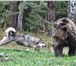 Щенки восточно сибирской лайки 401808 Восточно-сибирская лайка фото в Красноярске
