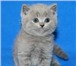 Предлагаем очаровательных плюшевых британских котят голубого окраса с оранжевыми глазками,   Котята 69451  фото в Москве
