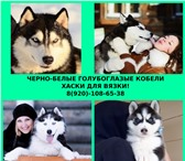 Хаски кобели для вязки и щеночки на продажу 4810928 Сибирский хаски фото в Вологде