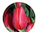 Фото в Домашние животные Растения Компания "Тюльпаны Сибири" поставляет тюльпаны в Новосибирске 33