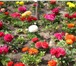 Foto в Недвижимость Сады Продается сад в садоом товариществе "Меридиан" в Челябинске 2 500 000