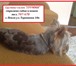Фото в Домашние животные Услуги для животных Груминг-салон "Грумми" приглашает маленьких в Пензе 500