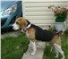Фотография в Домашние животные Вязка собак Предлагается для вязки кобель породы БИГЛЬ. в Саратове 0