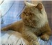 Изображение в Домашние животные Вязка Экзотический клубный кот (плюшевый перс), в Москве 3 000