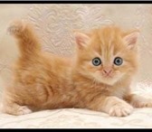 Питомник Tiger Sun предлагает шотландских котят хайлендов следующей окраски: черная, серебристая, 69634  фото в Перми