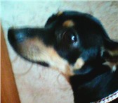 Продам 1973706 Русский той-терьер фото в Уссурийске