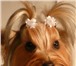 Фотография в Домашние животные Услуги для животных Стрижка йорков, пекинесов, и других собак в Санкт-Петербурге 1 200