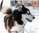 Фото в Домашние животные Вязка Кабель породы Сибирский хаски. Чёрно-белый, в Самаре 10 000