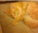 Foto в Домашние животные Найденные Ребята,помогите пожалуйста!сегодня котенка-подростка в Барнауле 0