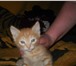 Фото в Домашние животные Отдам даром котята, отдам в добрые руки, возраст 1мес., в Тольятти 0