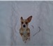 Фото в Домашние животные Потерянные Пропал щенок 10 мес. 06.02.2016г. в центральном в Тольятти 0