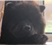 Фотография в Домашние животные Вязка собак Девочка,чёрный окрас,год и 10,ищет жениха в Томске 0