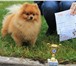 Фотография в Домашние животные Вязка собак Немецкий миниатюрный шпиц приглашает на вязку. в Волгограде 5 000