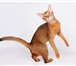 Фотография в Домашние животные Вязка Опытный абиссинский кот американского типа. в Москве 5 000