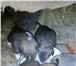 Фото в Домашние животные Отдам даром Морозоустойчивым щенкам нужны тепло и ласка в Чите 1