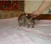 Продам красивых британских котят  (есть тайские),  недорого 172329  фото в Москве