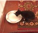 Изображение в Домашние животные Отдам даром черный котенок с белыми усами и бровями, в Барнауле 0