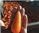 Foto в Прочее,  разное Разное Морковь мытая не калиброванная+ лом. Тара в Москве 3