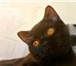 Шотландские вислоухие и скоттиш страйт котята 2662796 Скоттиш фолд короткошерстная фото в Москве