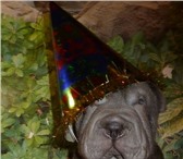 Шарпей , щенки голубого окраса 1738643 Шар-пей фото в Краснодаре