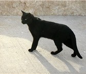 Отдадим котенка: девочка, возраст 1, 5 месяца, окрас черный без пятнышек, Котенок игривый, смыш 69330  фото в Челябинске