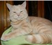 Фото в Домашние животные Вязка Британский кот кремового окраса приглашает в Сочи 3 000