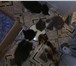 Изображение в Домашние животные Отдам даром Отдам красивых,  умных,  послушных котят, в Красноярске 0
