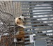 Фото в Домашние животные Вязка собак Кобель для вязки.Имеется родословная и клеймо.Липецк. в Липецке 0