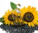 Изображение в Домашние животные Растения ооо «семена юга» продает: 

семена подсолнечника в Краснодаре 90