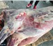 Фотография в Прочее,  разное Разное Мясо говядина в тушах-полутушах/четвертях в Екатеринбурге 205