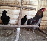 Фото в Домашние животные Птички Живые куры, цыплята. Продаю кур цыплят разных в Москве 1 000
