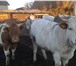 Фото в Домашние животные Другие животные продам бычков симментальской породы живой в Суровикино 110