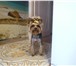 Фото в Домашние животные Стрижка собак Предлагаю стрижку собак мелких и средних в Тутаев 0