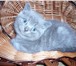 Котята 1803578 Скоттиш фолд фото в Смоленске