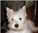 Продам щенков вест хайленд уайт терьера Суки Дата рождения - 06, 03, 2010, Высокопородные, перспек 68516  фото в Ангарске