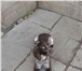 Изображение в Домашние животные Вязка собак красивый умный русский спаниель.цвет коричневый в Челябинске 0