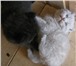 Шотландские плюшевые котята (есть вислоухие) 1410581 Британская короткошерстная фото в Санкт-Петербурге