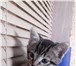 Фотография в Домашние животные Отдам даром Только в добрые руки: Два премилых котенка, в Челябинске 100
