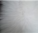 Изображение в Одежда и обувь Аксессуары Песец белый полярный, цвет натуральныйПримерный в Омске 5 500